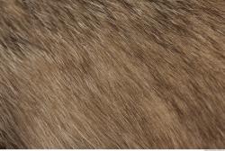 Photo Textures of Fur